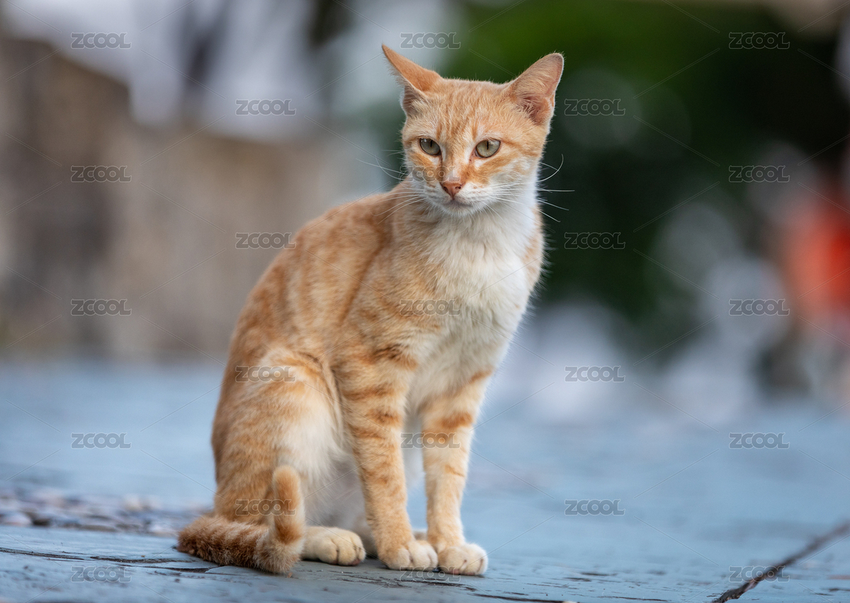 后院花園里玩耍的可愛貓瞇（主預(yù)覽-1261257） - 未分類 - 站酷設(shè)計師sunny0756原創(chuàng)素材 - 站酷ZCOOL