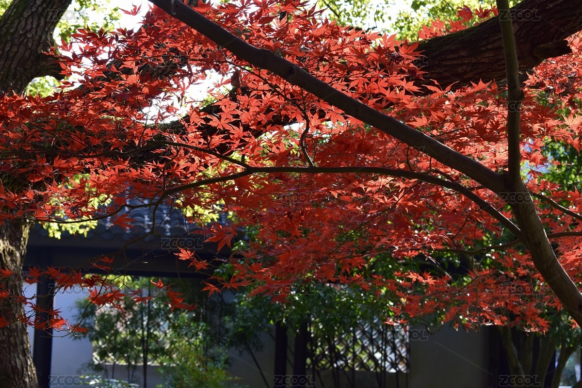 古典園林中的紅楓（主預(yù)覽-12615801） - 未分類 - 站酷設(shè)計(jì)師Z471438559原創(chuàng)素材 - 站酷ZCOOL