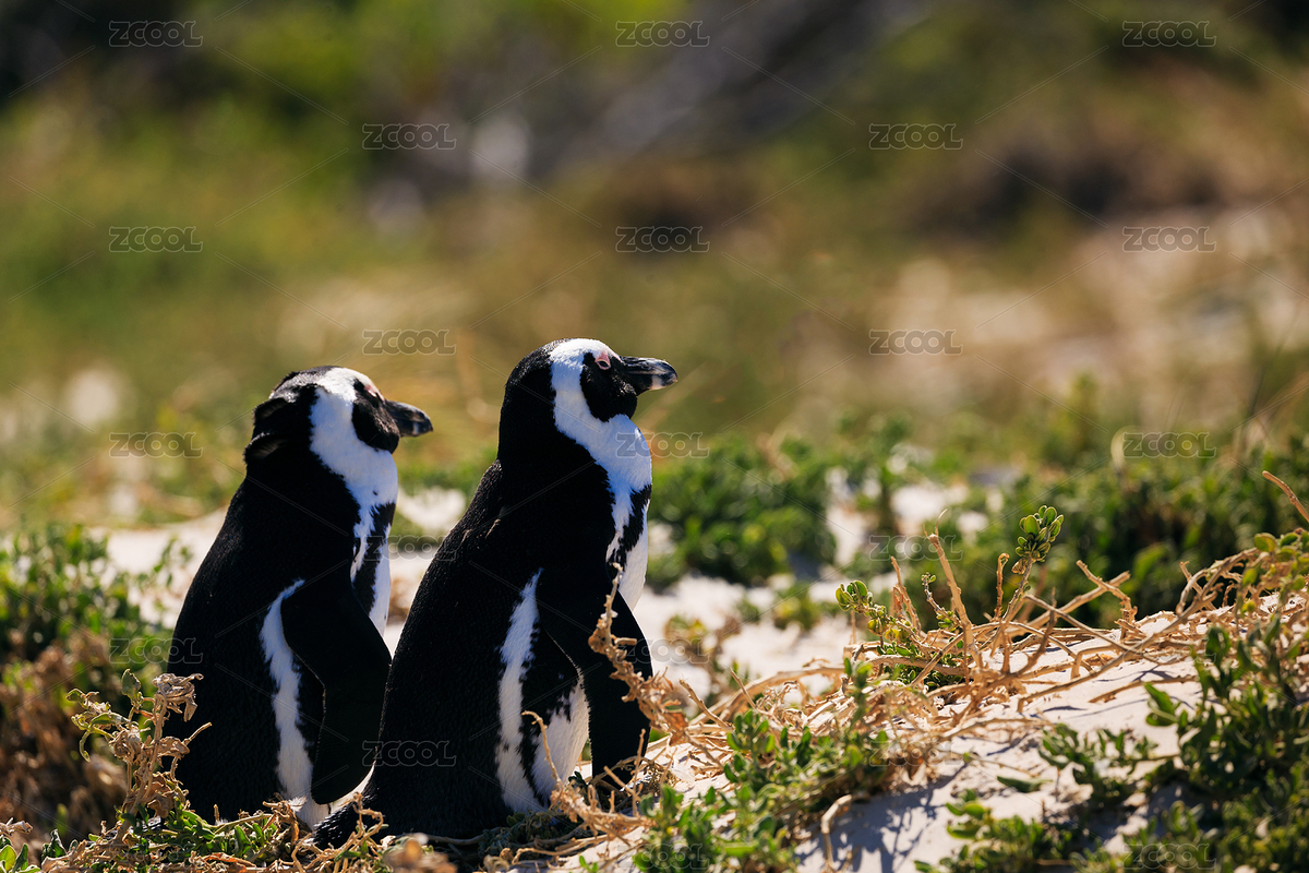 蹄兔（主預(yù)覽-146890） - 未分類 - 站酷設(shè)計(jì)師雪月咪咪原創(chuàng)素材 - 站酷ZCOOL