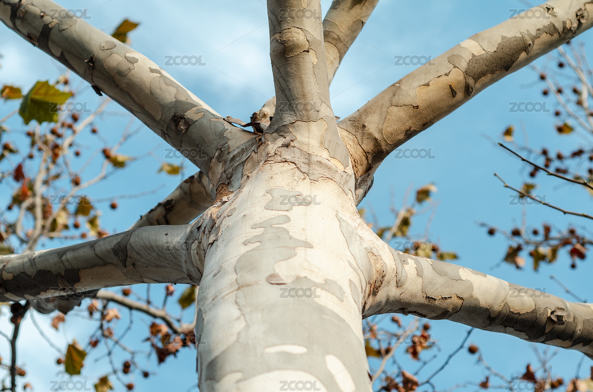 仰拍梧桐樹，粗壯的樹干和稀疏的樹葉（主預覽-5628572） - 未分類 - 站酷設(shè)計師云海路漫漫原創(chuàng)素材 - 站酷ZCOOL