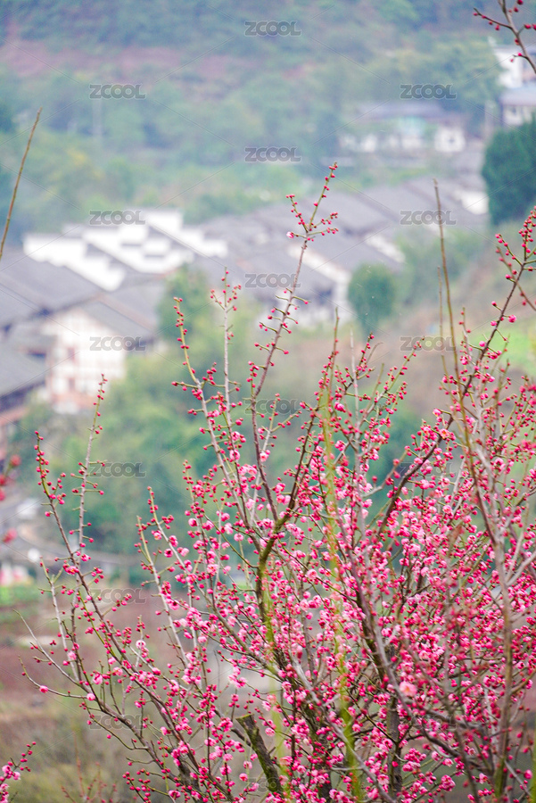 山间梅花绽放，村落隐现（主预览-12288941） - 未分类 - 站酷设计师念头通达755原创素材 - 站酷ZCOOL