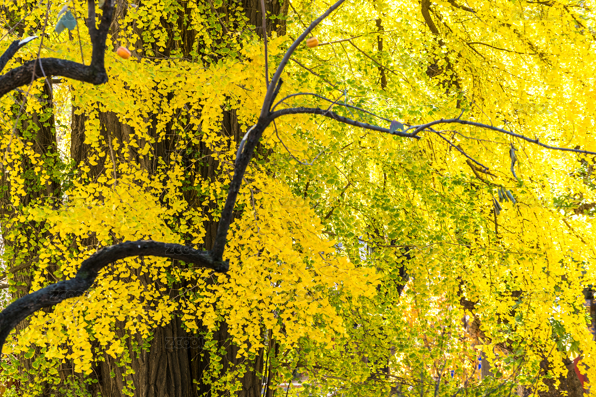 北京潭柘寺的古銀杏（主預(yù)覽-4345027） - 未分類(lèi) - 站酷設(shè)計(jì)師張爾顯原創(chuàng)素材 - 站酷ZCOOL