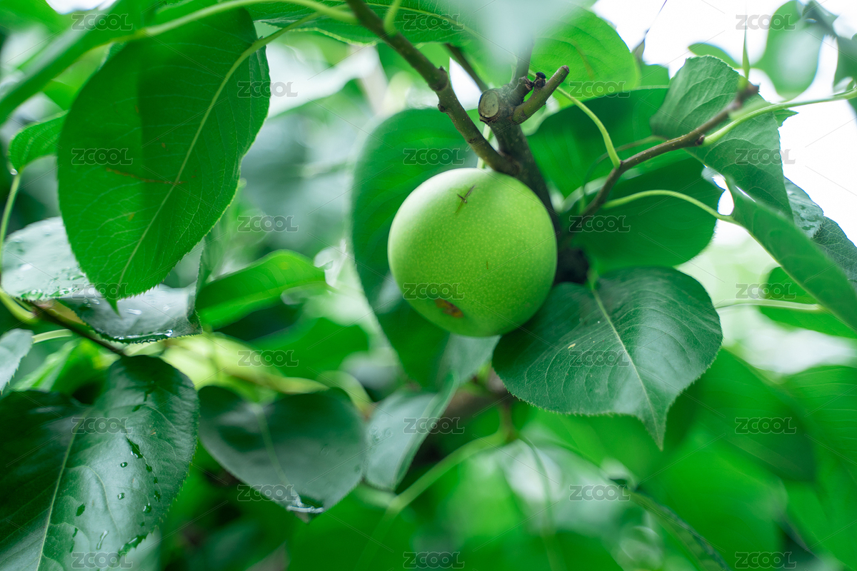 夏天果園里果樹上的果子（主預(yù)覽-10153733） - 未分類 - 站酷設(shè)計(jì)師那一年的秋初原創(chuàng)素材 - 站酷ZCOOL