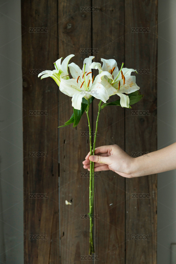 香水百合-1（主預(yù)覽-8811193） - 未分類 - 站酷設(shè)計(jì)師chenmiao1107原創(chuàng)素材 - 站酷ZCOOL