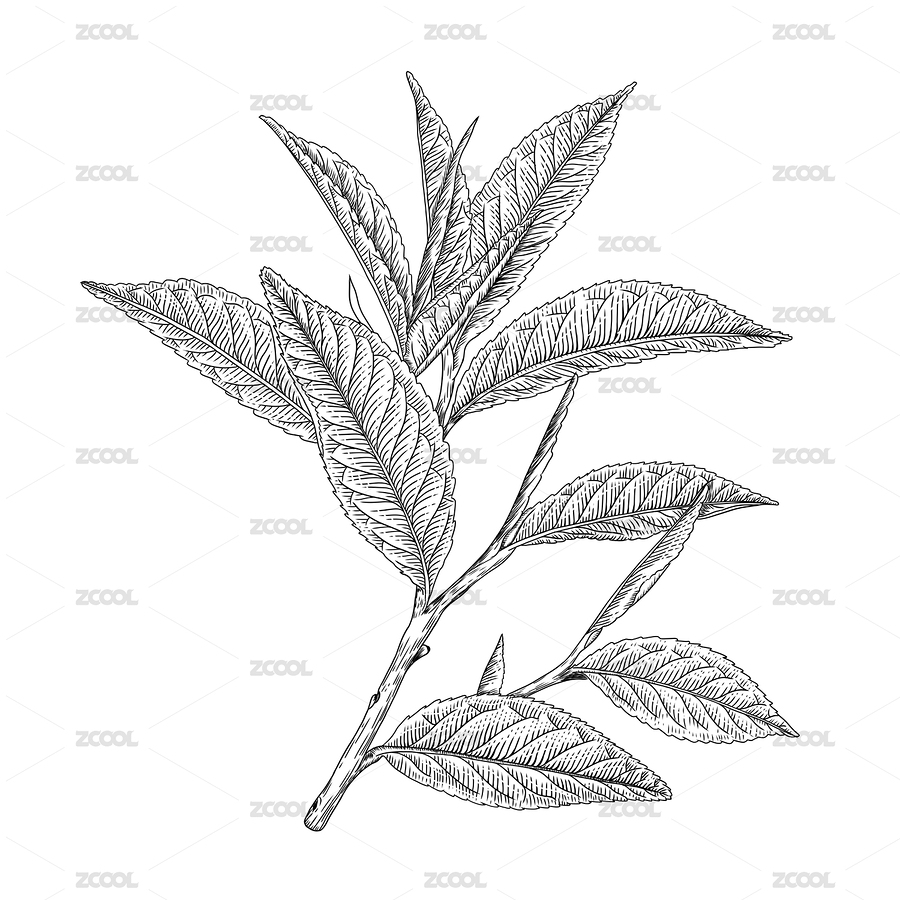 樹葉花葉茶葉藝術版畫（主預覽-2209729） - 未分類 - 站酷設計師秀玉原創(chuàng)素材 - 站酷ZCOOL