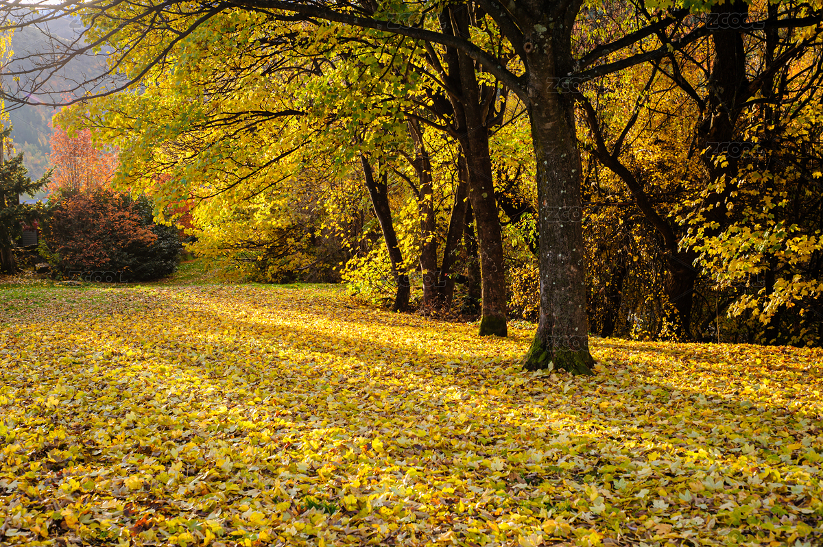 箭鎮(zhèn)秋日紅葉（主預覽-10486419） - 未分類 - 站酷設計師Hongyang21原創(chuàng)素材 - 站酷ZCOOL