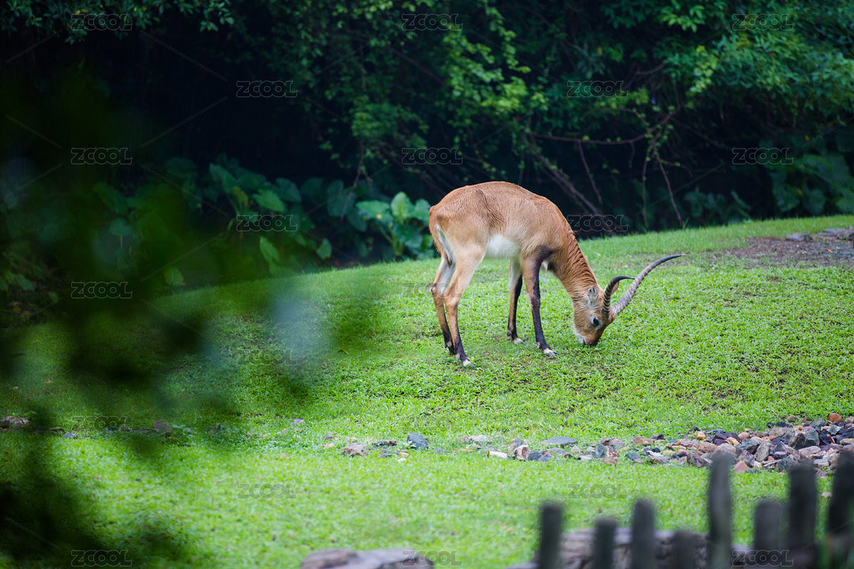 鹿（主预览-8469286） - 未分类 - 站酷设计师南外原创素材 - 站酷ZCOOL