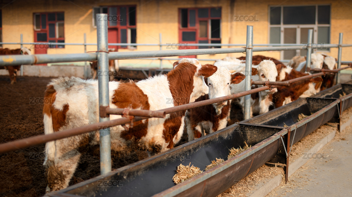 养牛场里养殖的牛（主预览-6646772） - 未分类 - 站酷设计师小羽怪原创素材 - 站酷ZCOOL