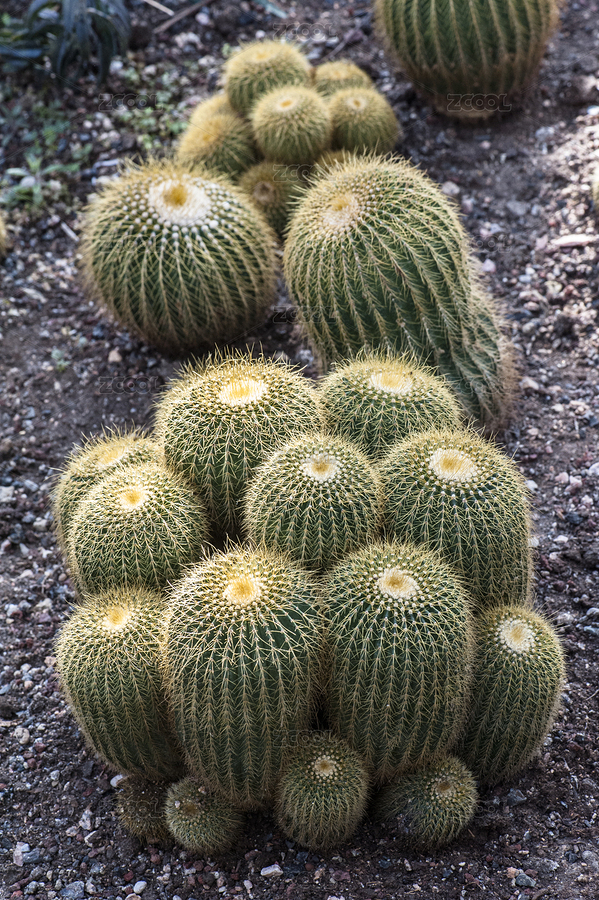 仙人球（主预览-7838042） - 未分类 - 站酷设计师PeterMM原创素材 - 站酷ZCOOL