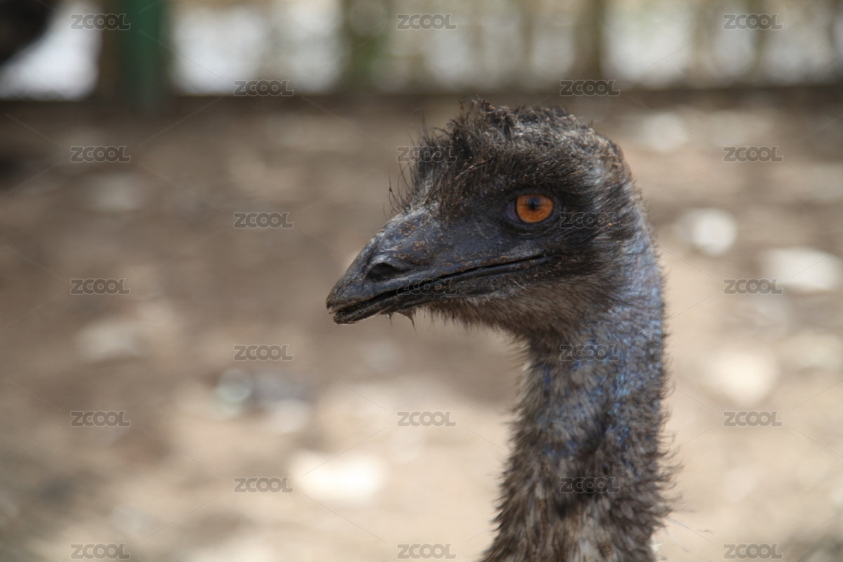 鴯鹋（主預(yù)覽-3037386） - 未分類 - 站酷設(shè)計師孫繼虎原創(chuàng)素材 - 站酷ZCOOL