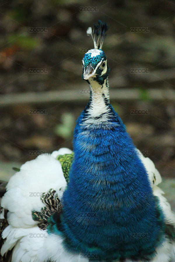 散养的孔雀（主预览-7958322） - 未分类 - 站酷设计师WUWUDEFENSI原创素材 - 站酷ZCOOL