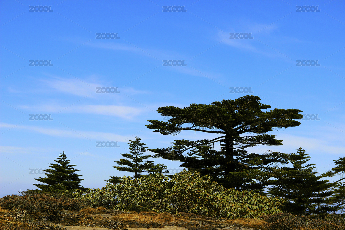 中國云南昆明轎子雪山云上之樹（主預(yù)覽-7847146） - 未分類 - 站酷設(shè)計師sTO9UK1hXo原創(chuàng)素材 - 站酷ZCOOL