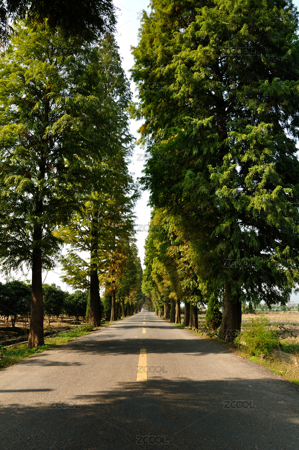 公路兩邊的杉樹（主預(yù)覽-1444884） - 未分類 - 站酷設(shè)計(jì)師墨楓原創(chuàng)素材 - 站酷ZCOOL