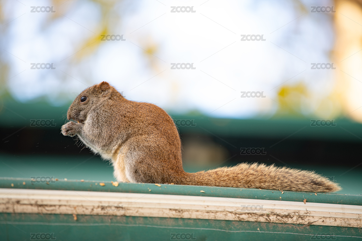 偷吃的松鼠（主預(yù)覽-5515997） - 未分類 - 站酷設(shè)計(jì)師捕光逐影原創(chuàng)素材 - 站酷ZCOOL