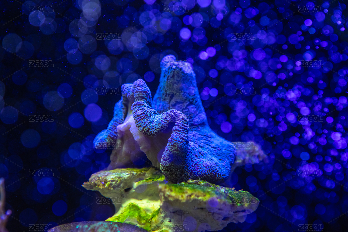 海缸里的海水生物地毯?？ㄖ黝A(yù)覽-9684498） - 未分類 - 站酷設(shè)計師跨界攝影叔原創(chuàng)素材 - 站酷ZCOOL