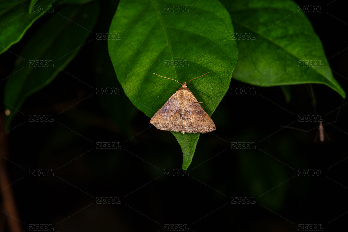 綠葉上停歇的褐色飛蛾（主預覽-11338137） - 未分類 - 站酷設計師Fez4mwH73A原創(chuàng)素材 - 站酷ZCOOL
