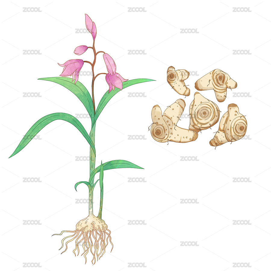 手繪水彩中藥藥材白芨插畫（主預(yù)覽-5477912） - 未分類 - 站酷設(shè)計(jì)師萌萌的小姐姐原創(chuàng)素材 - 站酷ZCOOL