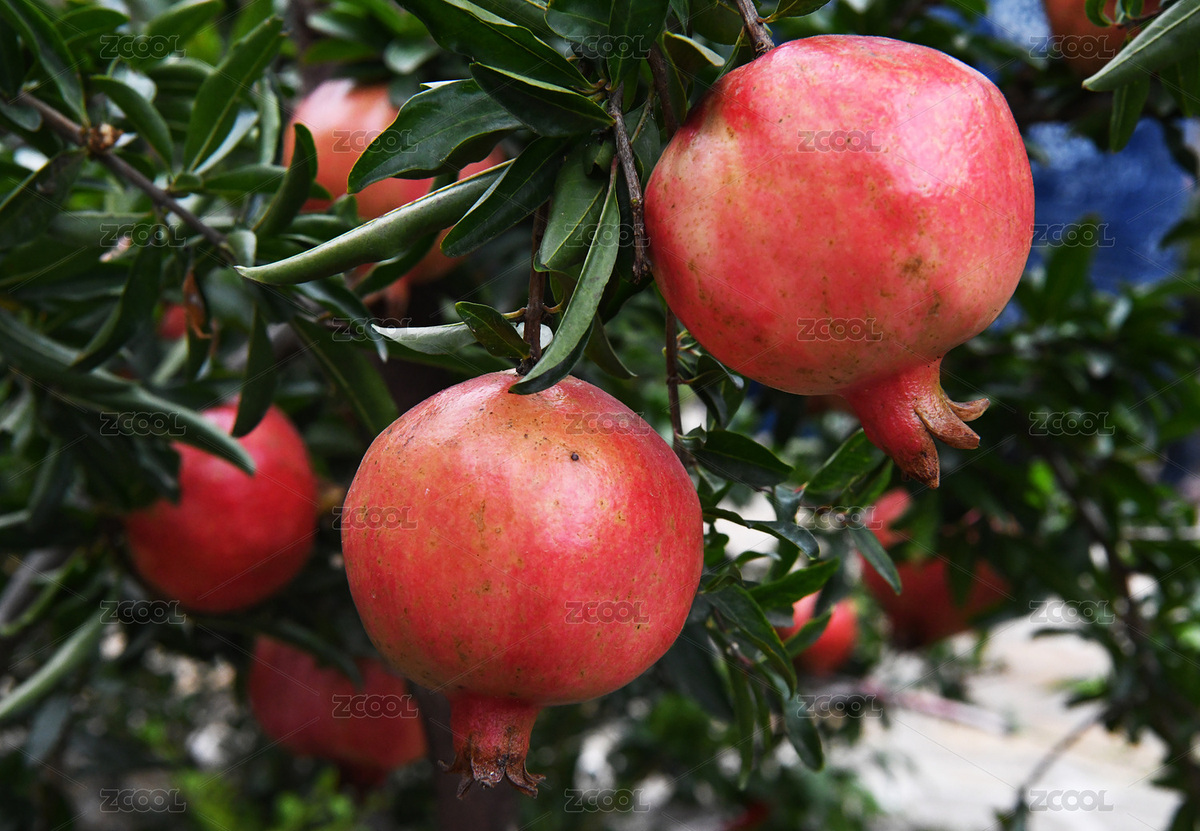 大紅石榴（主預覽-6474510） - 未分類 - 站酷設計師lizongxian原創(chuàng)素材 - 站酷ZCOOL