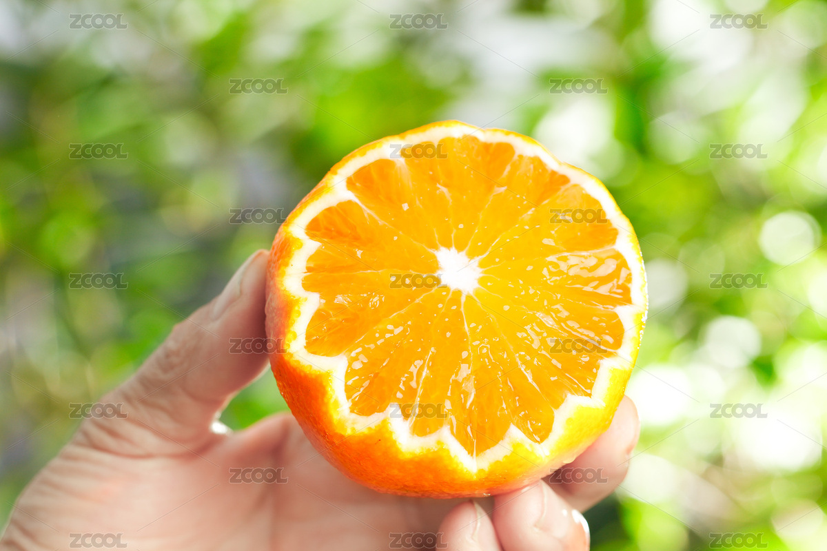 手上拿著一個(gè)切面的四川愛(ài)媛果凍橙（主預(yù)覽-7457724） - 未分類 - 站酷設(shè)計(jì)師PAOPAO攝影工作室原創(chuàng)素材 - 站酷ZCOOL