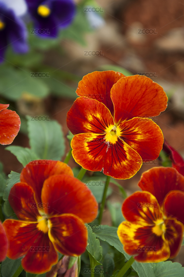 三色堇角堇貓臉花竹節(jié)梅蝴蝶花（主預(yù)覽-1757678） - 未分類 - 站酷設(shè)計師初睛原創(chuàng)素材 - 站酷ZCOOL