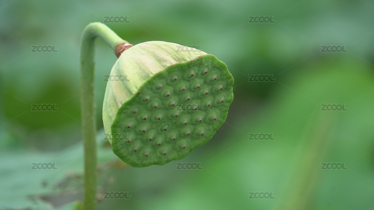 没有花瓣的绿色莲蓬特写镜头（主预览-10725060） - 未分类 - 站酷设计师菜盾原创素材 - 站酷ZCOOL