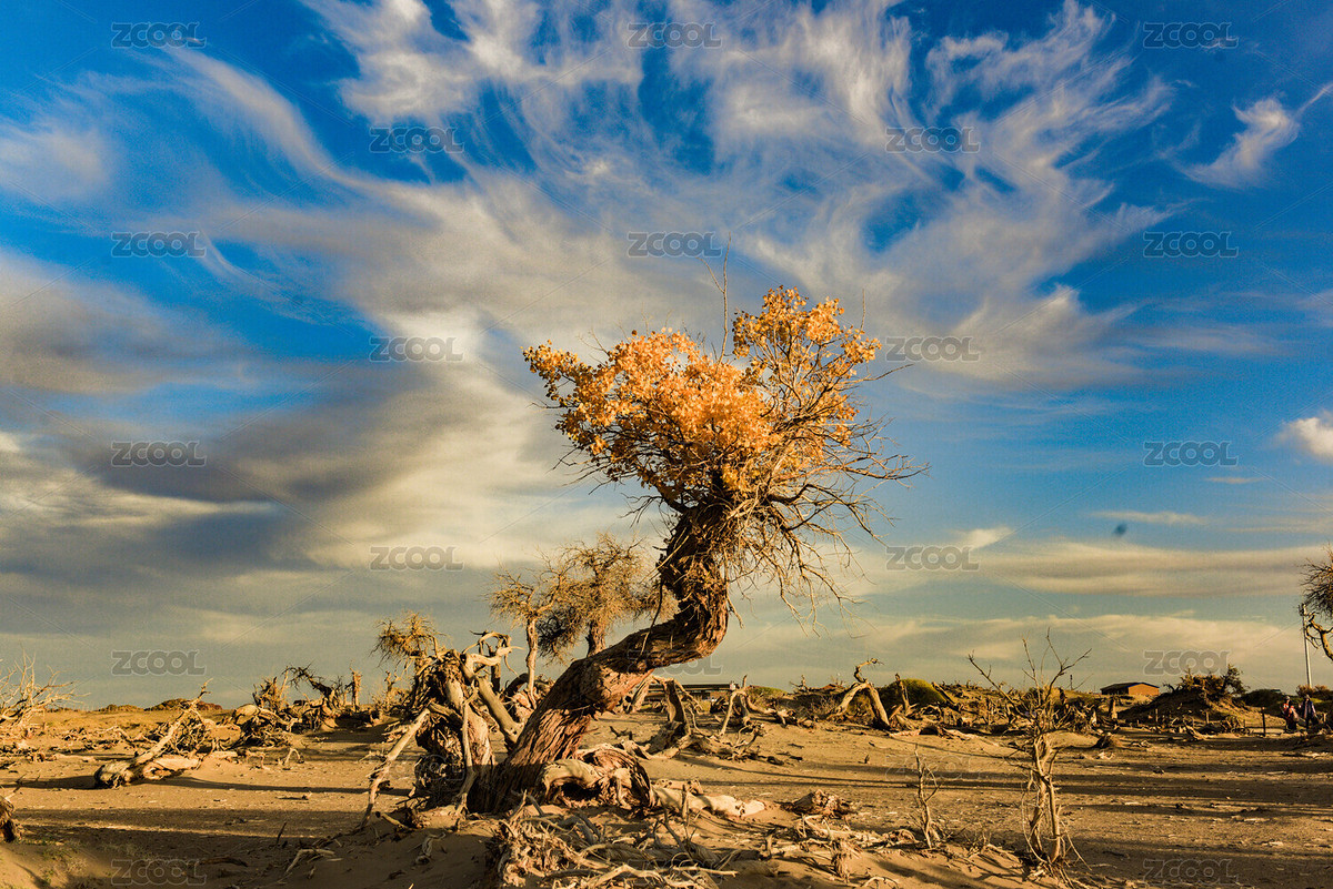 内蒙古额济纳旗胡杨林怪树林风光（主预览-3328356） - 未分类 - 站酷设计师西北蹦迪的狗熊原创素材 - 站酷ZCOOL