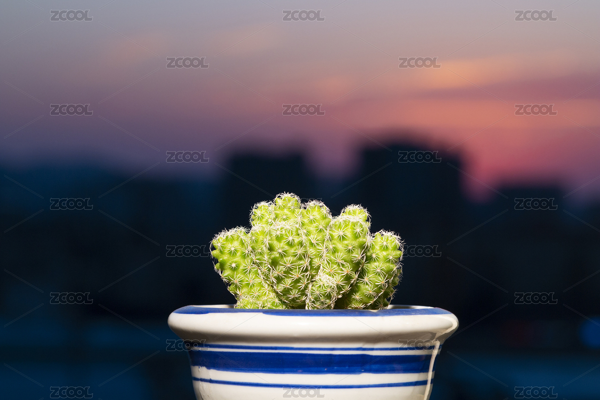 夕陽下的銀手指多肉植物（主預(yù)覽-2255819） - 未分類 - 站酷設(shè)計師steven690原創(chuàng)素材 - 站酷ZCOOL