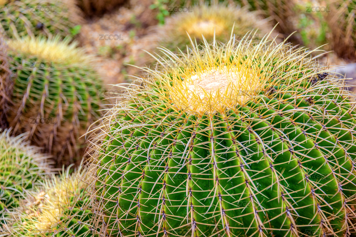 仙人掌科金琥屬植物——金琥（主預(yù)覽-681885） - 未分類(lèi) - 站酷設(shè)計(jì)師健忘的行攝世界原創(chuàng)素材 - 站酷ZCOOL
