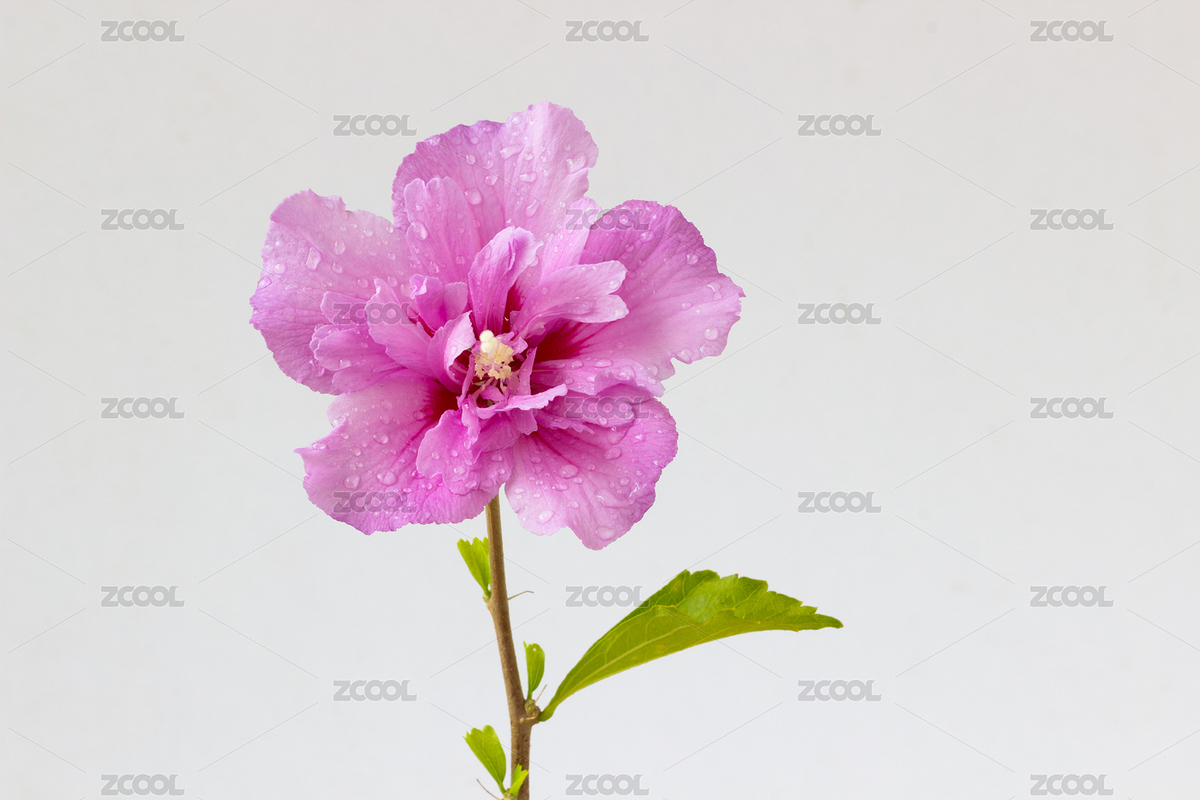 一朵美麗的木槿花（主預(yù)覽-7667394） - 未分類 - 站酷設(shè)計(jì)師品空原創(chuàng)素材 - 站酷ZCOOL
