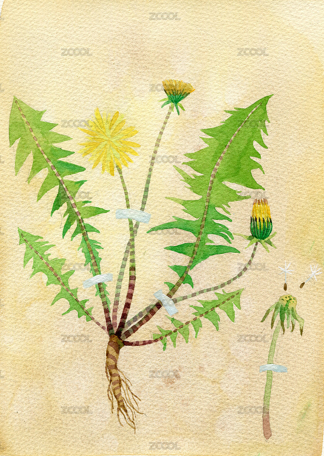 植物標本記（主預覽-5579384） - 未分類 - 站酷設計師楊梨兒原創(chuàng)素材 - 站酷ZCOOL