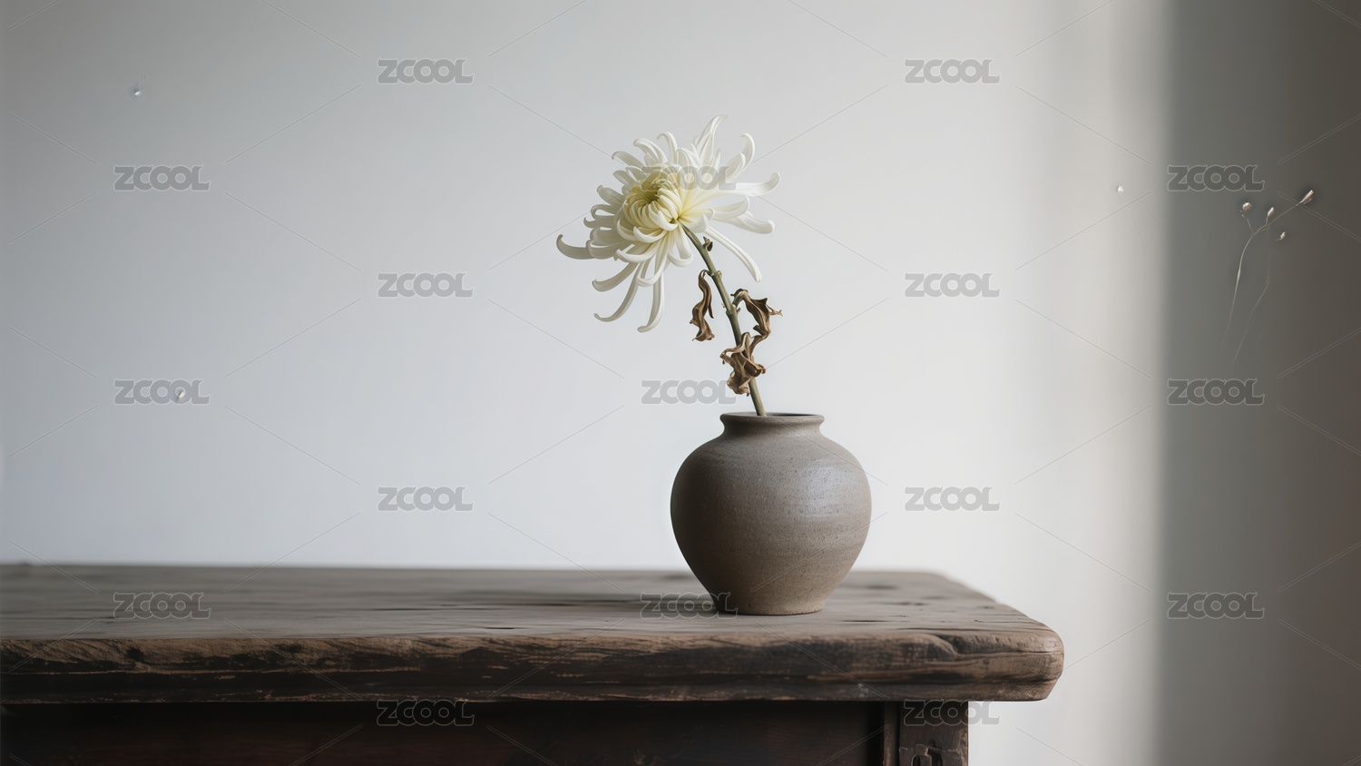 摄影写实重阳节菊花背景
