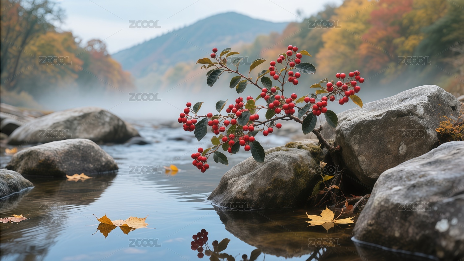 写实摄影重阳节茱萸秋景背景