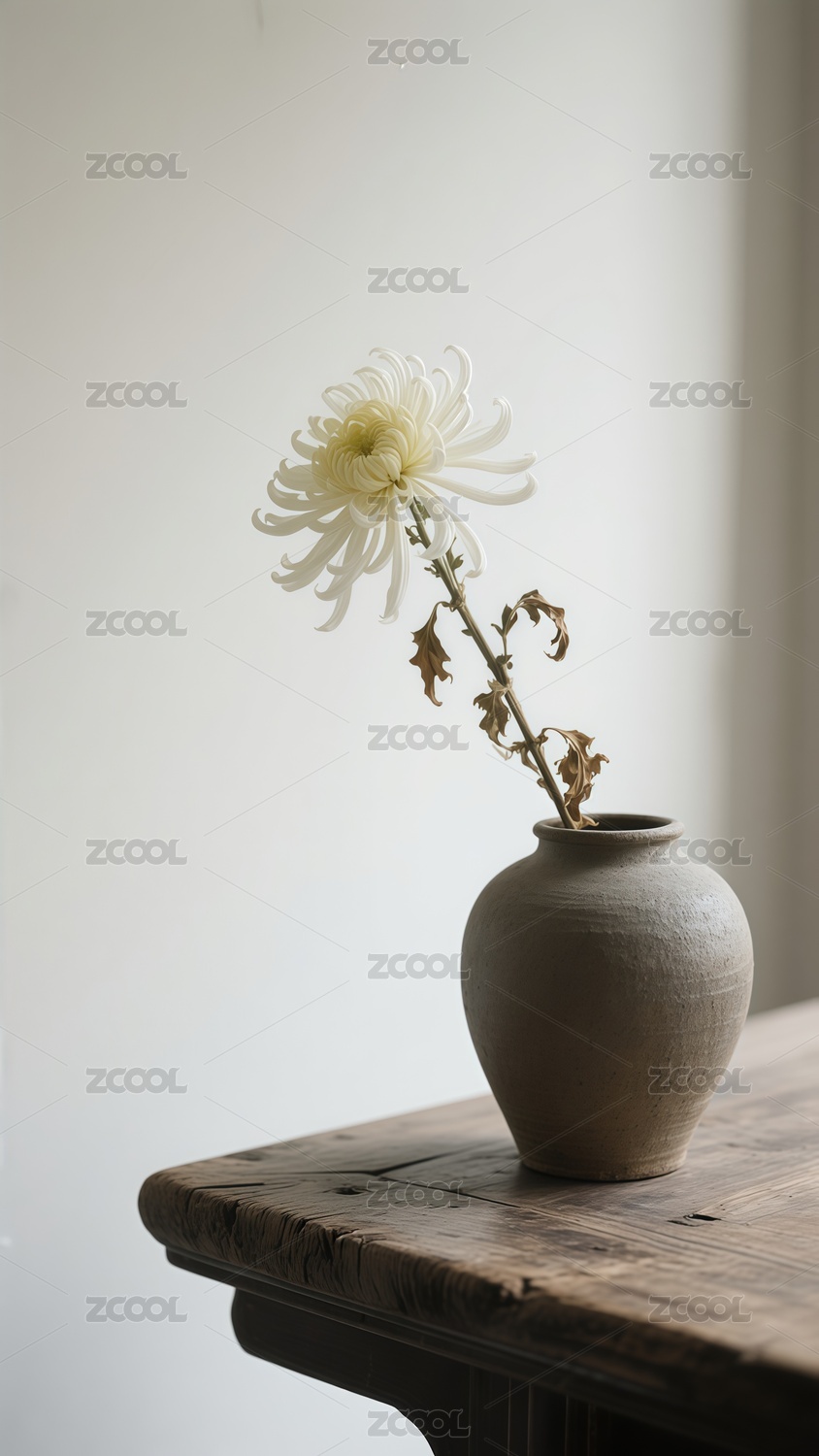 摄影写实重阳节菊花背景