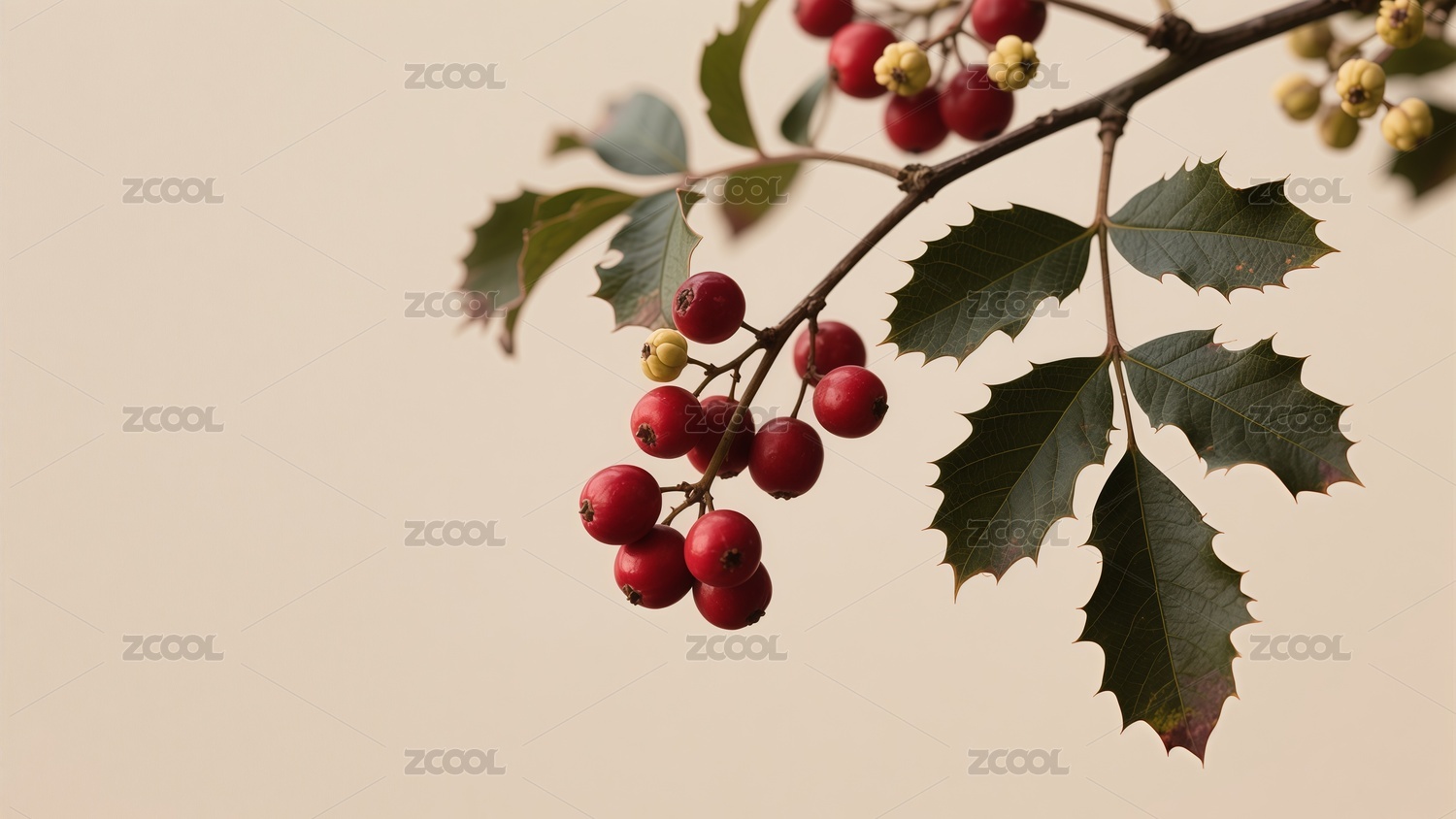 写实摄影重阳节茱萸背景
