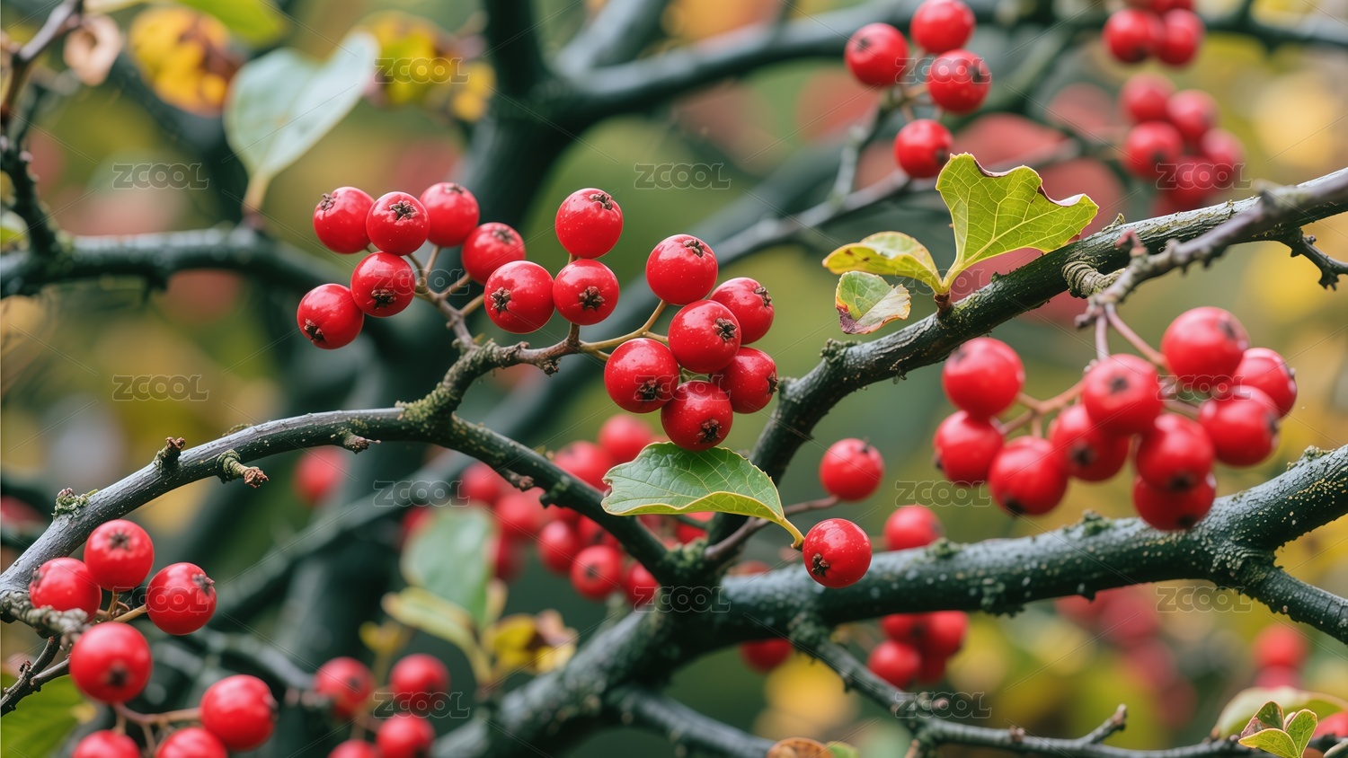 写实摄影重阳节茱萸背景